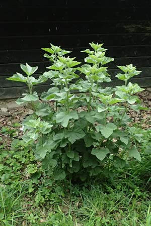 Althaea taurinensis \ Krim-Eibisch / Armenian Mallow, A Wien 14.6.2026