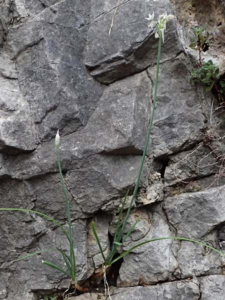 Allium tuberosum \ Schnitt-Knob-Lauch, Chinesischer Schnitt-Lauch / Garlic Chives, Chinese Leek, A Graz 17.8.2026