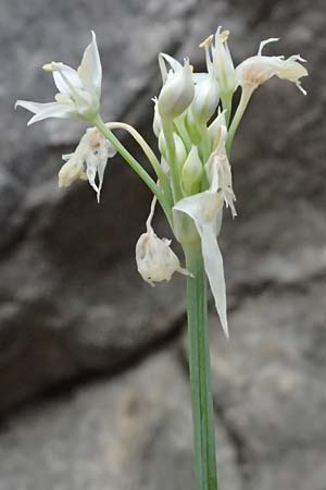 Allium tuberosum \ Schnitt-Knob-Lauch, Chinesischer Schnitt-Lauch / Garlic Chives, Chinese Leek, A Graz 17.8.2026