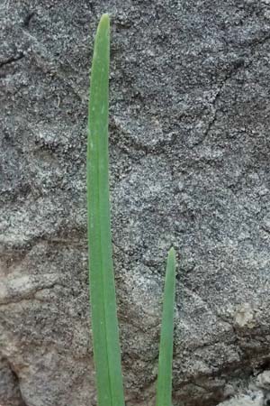 Allium tuberosum \ Schnitt-Knob-Lauch, Chinesischer Schnitt-Lauch / Garlic Chives, Chinese Leek, A Graz 17.8.2026
