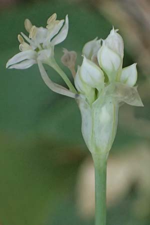 Allium tuberosum \ Schnitt-Knob-Lauch, Chinesischer Schnitt-Lauch / Garlic Chives, Chinese Leek, A Graz 17.8.2026