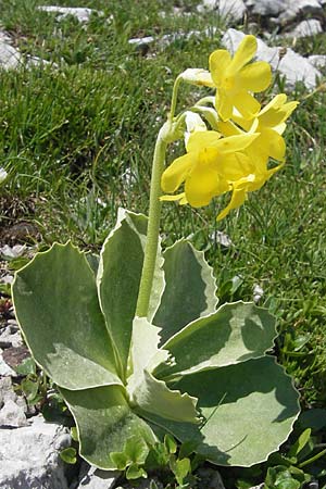 Primula auricula \ Fels-Aurikel / Auricula, A Trenchtling 3.7.2010