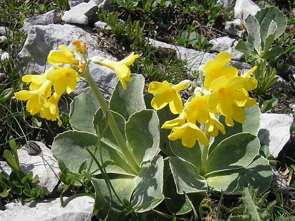 Primula auricula \ Fels-Aurikel / Auricula, A Trenchtling 3.7.2010