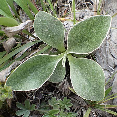 Primula auricula \ Fels-Aurikel / Auricula, A Kärnten/Carinthia, Trögerner Klamm 18.5.2016