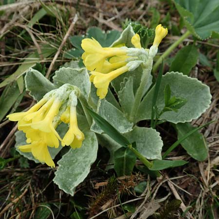 Primula auricula \ Fels-Aurikel / Auricula, A Trenchtling 3.7.2019