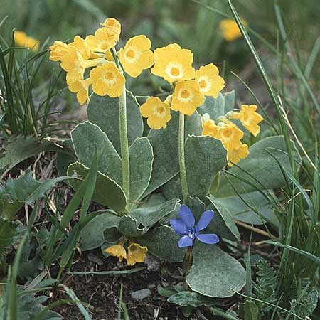 Primula auricula \ Fels-Aurikel / Auricula, A Almajur - Tal / Valley 13.7.1987