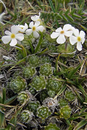 Androsace villosa \ Zottiger Mannsschild / Wooly Rock Jasmine, A Kärnten/Carinthia, Petzen 2.7.2010