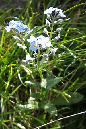 Myosotis alpestris \ Alpen-Vergissmeinnicht / Alpine Forget-me-not, A Dachstein 20.7.2010