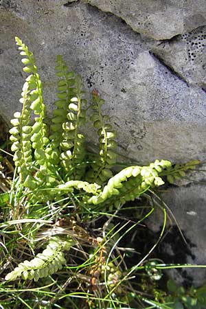 Asplenium viride \ Grnstieliger Streifenfarn / Green Spleenwort, A Dachstein 20.7.2010