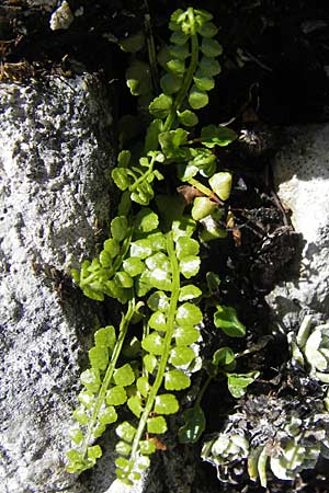 Asplenium viride \ Grnstieliger Streifenfarn / Green Spleenwort, A Dachstein 20.7.2010