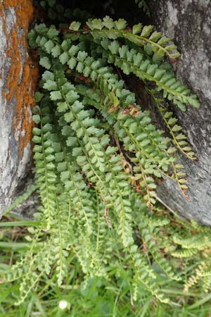 Asplenium viride \ Grnstieliger Streifenfarn / Green Spleenwort, A Kärnten/Carinthia, Koralpe 9.8.2016