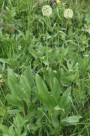Allium victorialis \ Allermannsharnisch / Alpine Leek, A Pusterwald, Eiskar 1.7.2019