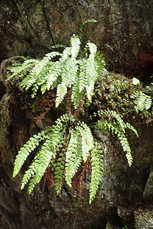 Asplenium viride \ Grnstieliger Streifenfarn / Green Spleenwort, A Türnitz 6.5.2022