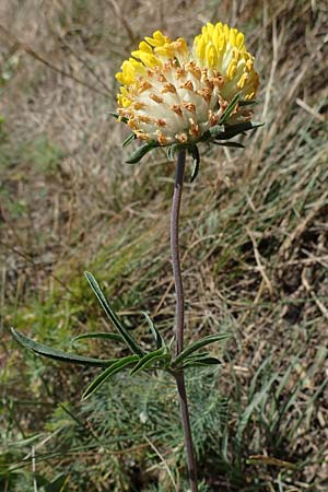 Anthyllis vulneraria subsp. polyphylla \ Steppen-Wundklee, Ungarischer Wundklee / Many-Leaved Kidney Vetch, A Hainburg 8.7.2023