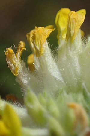 Anthyllis vulneraria subsp. polyphylla \ Steppen-Wundklee, Ungarischer Wundklee / Many-Leaved Kidney Vetch, A Hainburg 8.7.2023