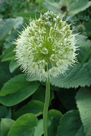 Allium victorialis \ Allermannsharnisch / Alpine Leek, A Trenchtling 6.7.2024
