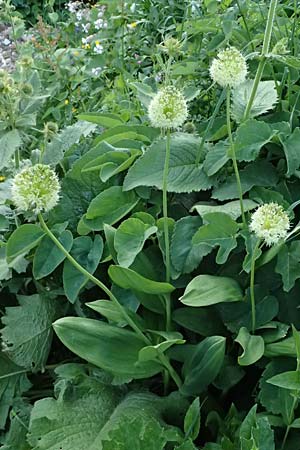 Allium victorialis \ Allermannsharnisch / Alpine Leek, A Trenchtling 6.7.2024