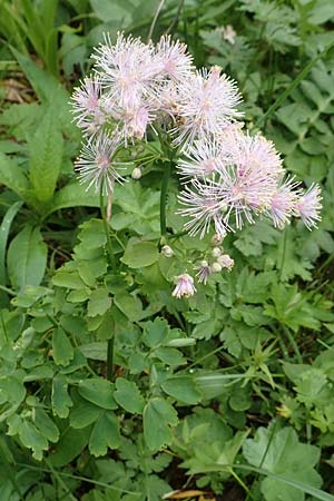 Thalictrum aquilegiifolium \ Groe Wiesenraute, Akeleiblttrige Wiesenraute / French Meadow-Rue, A Schneealpe 30.6.2020