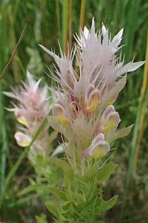 Melampyrum arvense \ Acker-Wachtelweizen / Field Cow-Wheat, A Ernstbrunn 12.6.2026