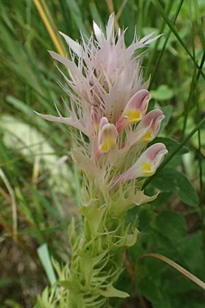 Melampyrum arvense \ Acker-Wachtelweizen / Field Cow-Wheat, A Ernstbrunn 12.6.2026
