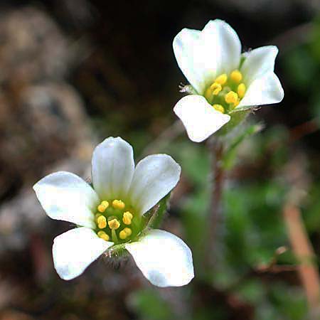 Saxifraga androsacea \ Mannsschild-Steinbrech / Scree Saxifrage, A Schneealpe 30.6.2020