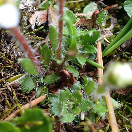 Saxifraga androsacea \ Mannsschild-Steinbrech / Scree Saxifrage, A Schneealpe 30.6.2020