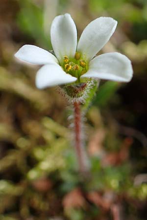 Saxifraga androsacea \ Mannsschild-Steinbrech / Scree Saxifrage, A Schneealpe 30.6.2020