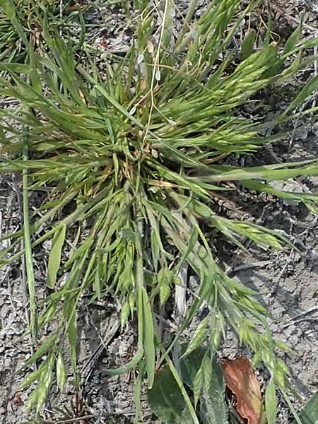 Bromus hordeaceus subsp. thominei \ Thomines Trespe, Dnen-Trespe / Thomine's Brome, A Seewinkel, Apetlon 8.5.2022