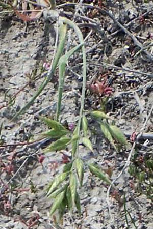 Bromus hordeaceus subsp. thominei \ Thomines Trespe, Dnen-Trespe / Thomine's Brome, A Seewinkel, Apetlon 8.5.2022
