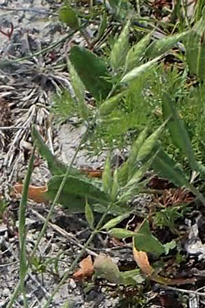 Bromus hordeaceus subsp. thominei \ Thomines Trespe, Dnen-Trespe / Thomine's Brome, A Seewinkel, Apetlon 8.5.2022