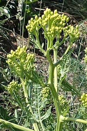 Rapistrum rugosum \ Runzliger Rapsdotter / Bastard Cabbage, A Gumpoldskirchen 15.5.2022