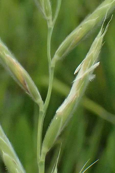 Brachypodium pinnatum \ Gefiederte Zwenke / Tor Grass, Heath False Brome, A Ladendorf 12.6.2026