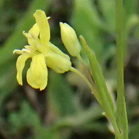 Sisymbrium volgense \ Wolga-Rauke / Russian Mustard, A Wien-Stammersdorf 13.6.2026