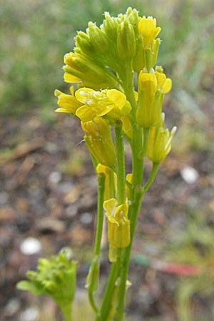 Barbarea stricta \ Steifes Barbarakraut / Small-Flowered Winter Cress, A Bregenz 5.5.2007