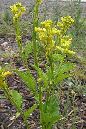 Barbarea stricta \ Steifes Barbarakraut / Small-Flowered Winter Cress, A Bregenz 5.5.2007