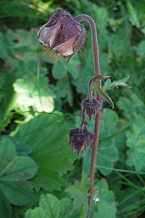 Geum rivale \ Bach-Nelkenwurz / Water Avens, A Kärnten/Carinthia, Petzen 21.7.2007