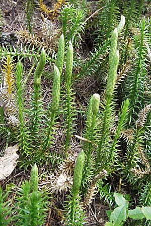 Lycopodium annotinum \ Wald-Brlapp / Interrupted Clubmoss, A Kärnten/Carinthia, Petzen 21.7.2007