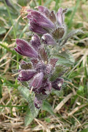 Bartsia alpina \ Alpenhelm / Velvetbells, A Trenchtling 3.7.2019
