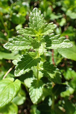 Bartsia alpina \ Alpenhelm / Velvetbells, A Lawinenstein 5.7.2020