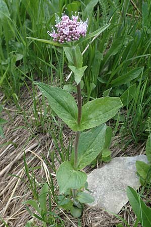 Valeriana montana \ Berg-Baldrian / Mountain Valerian, A Pusterwald, Eiskar 29.6.2021