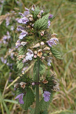 Ballota nigra subsp. nigra \ Echte Schwarznessel, Langzhnige Schwarznessel / Black Horehound, A Weinviertel,  Goggendorf 10.7.2023