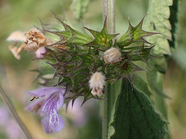 Ballota nigra subsp. nigra \ Echte Schwarznessel, Langzhnige Schwarznessel / Black Horehound, A Weinviertel,  Goggendorf 10.7.2023