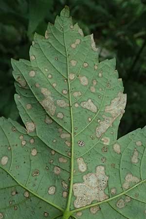 Acer pseudoplatanus \ Berg-Ahorn / Sycamore Maple, A Kaprun 10.8.2025