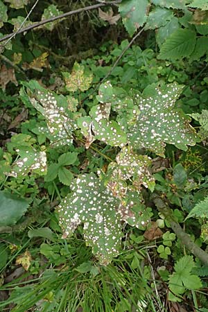 Acer pseudoplatanus \ Berg-Ahorn / Sycamore Maple, A Kaprun 10.8.2025