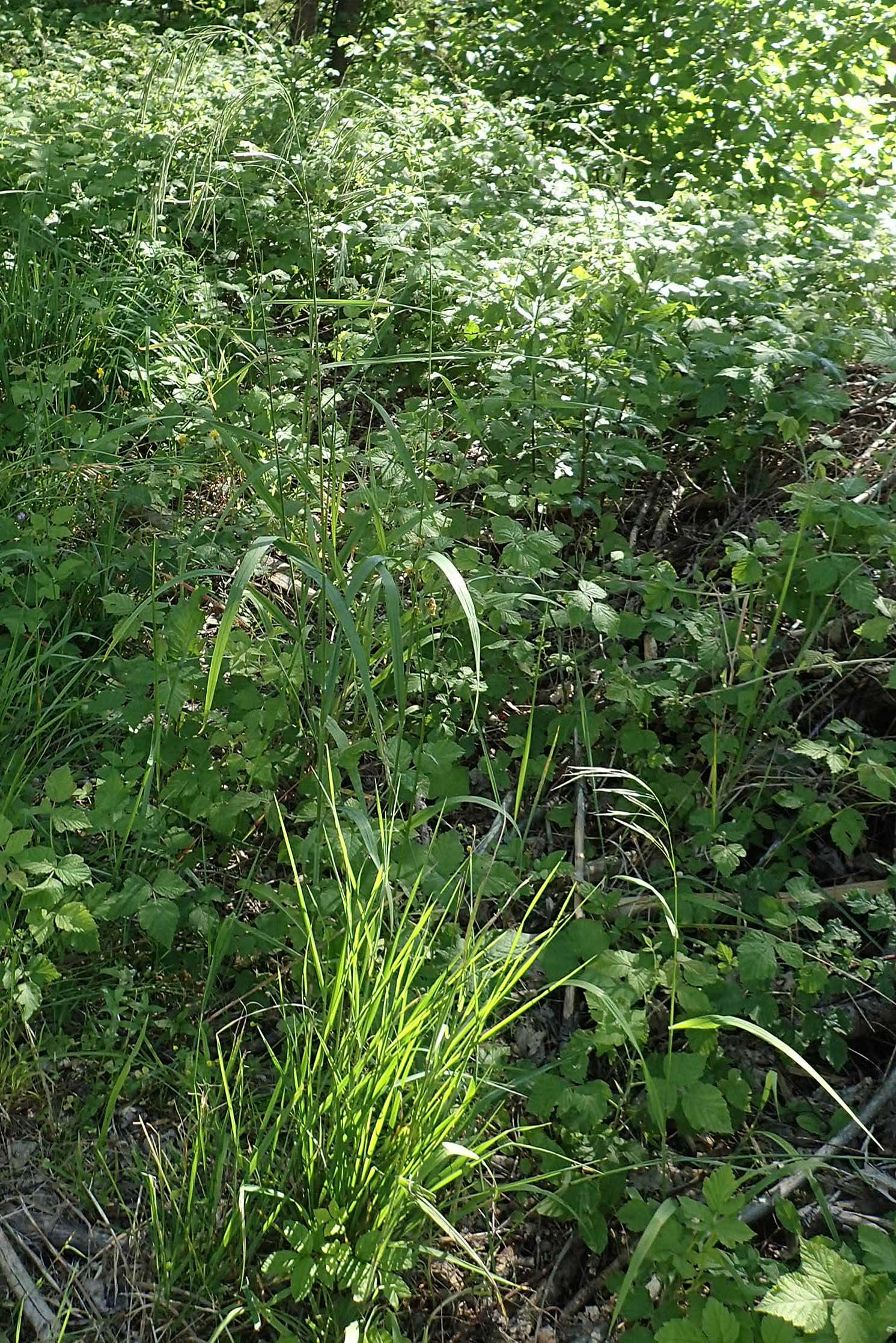 Bromus benekenii \ Raue Wald-Trespe, Benekens Wald-Trespe / Beneken's Brome, A Reichenau an der Rax 27.6.2020
