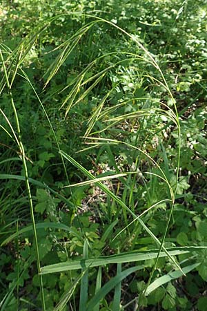 Bromus benekenii \ Raue Wald-Trespe, Benekens Wald-Trespe / Beneken's Brome, A Reichenau an der Rax 27.6.2020