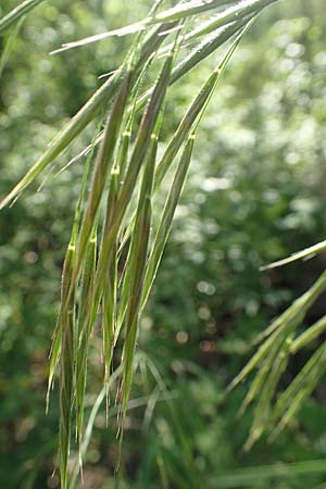 Bromus benekenii \ Raue Wald-Trespe, Benekens Wald-Trespe / Beneken's Brome, A Reichenau an der Rax 27.6.2020