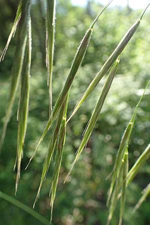 Bromus benekenii \ Raue Wald-Trespe, Benekens Wald-Trespe / Beneken's Brome, A Reichenau an der Rax 27.6.2020