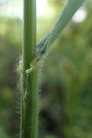 Bromus benekenii \ Raue Wald-Trespe, Benekens Wald-Trespe / Beneken's Brome, A Reichenau an der Rax 27.6.2020