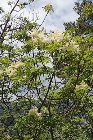 Fraxinus ornus \ Blumen-Esche, Manna-Esche / Manna Ash, A Kärnten/Carinthia, St. Paul im Lavanttal 16.5.2016